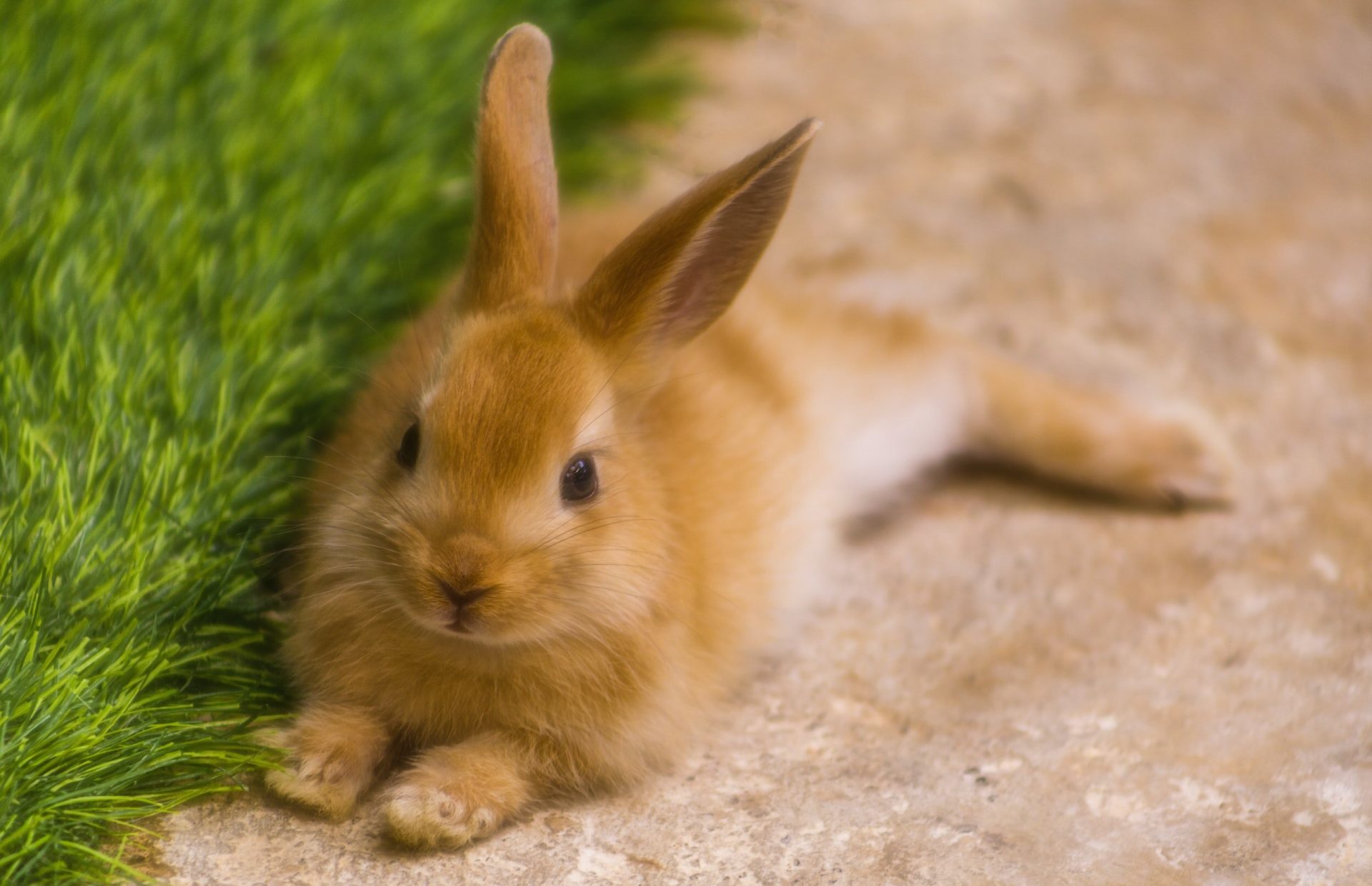 Osterhasengeschichte für Kinder Hase