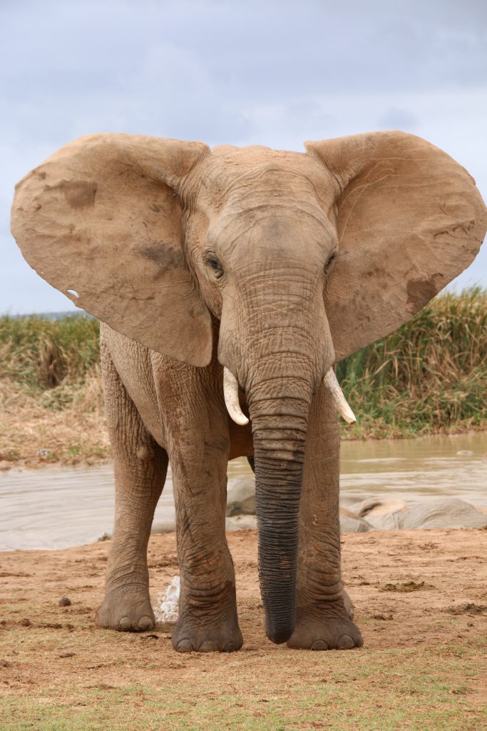 Lustige Kindergeschichte Elefant
