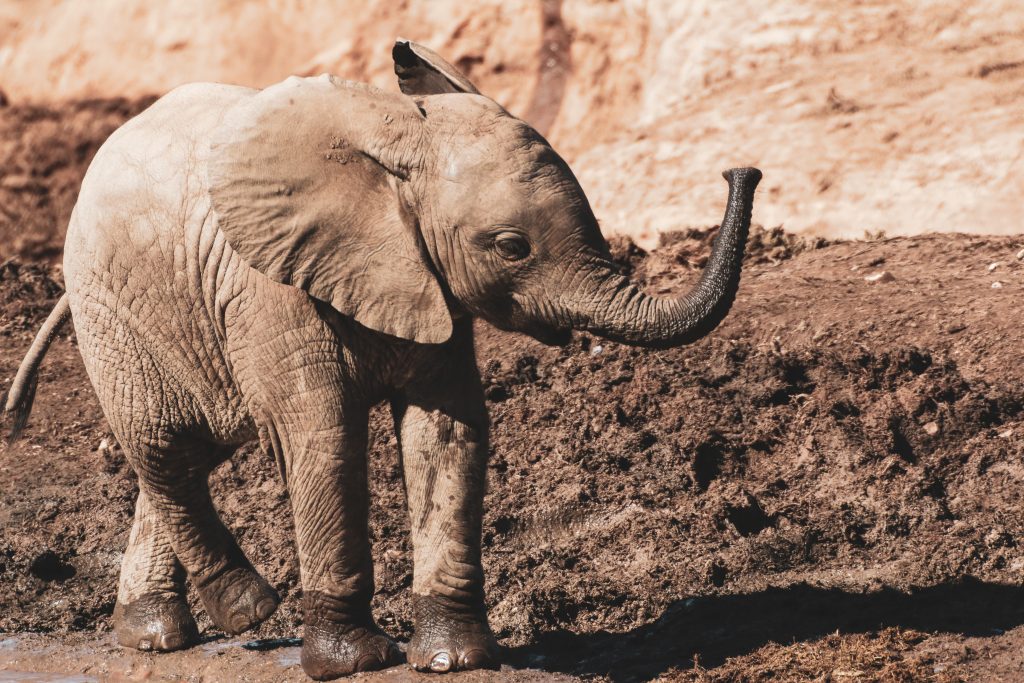 Kindergeschichte mit Tieren Elefant