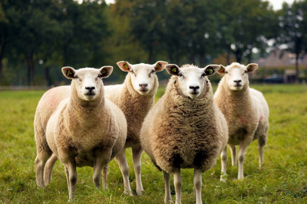 Kindergeschichte Bauernhof Schafe