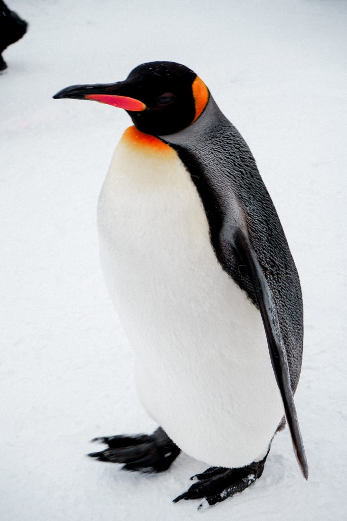 spannende Kindergeschichte Pinguin