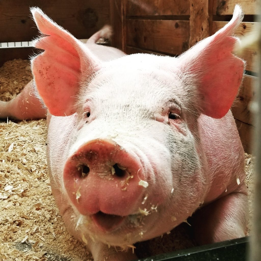 Kindergeschichten Bauernhof Schwein