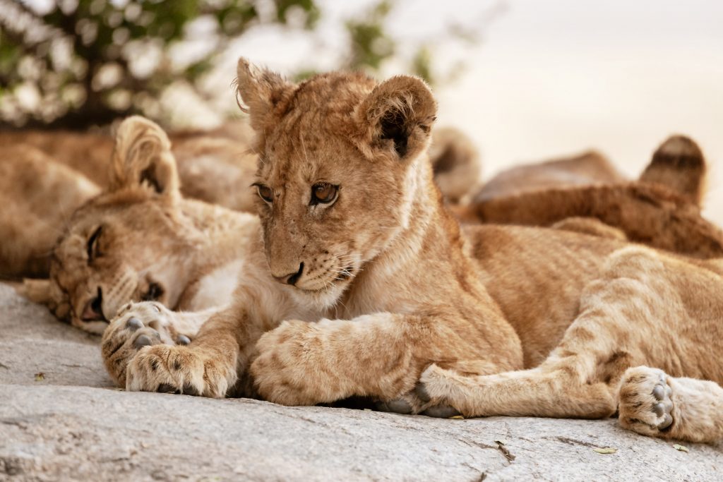 Kindergeschichte Tiere Löwenbabys