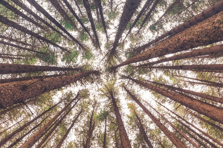 Kindergeschichte Heimweh Baum