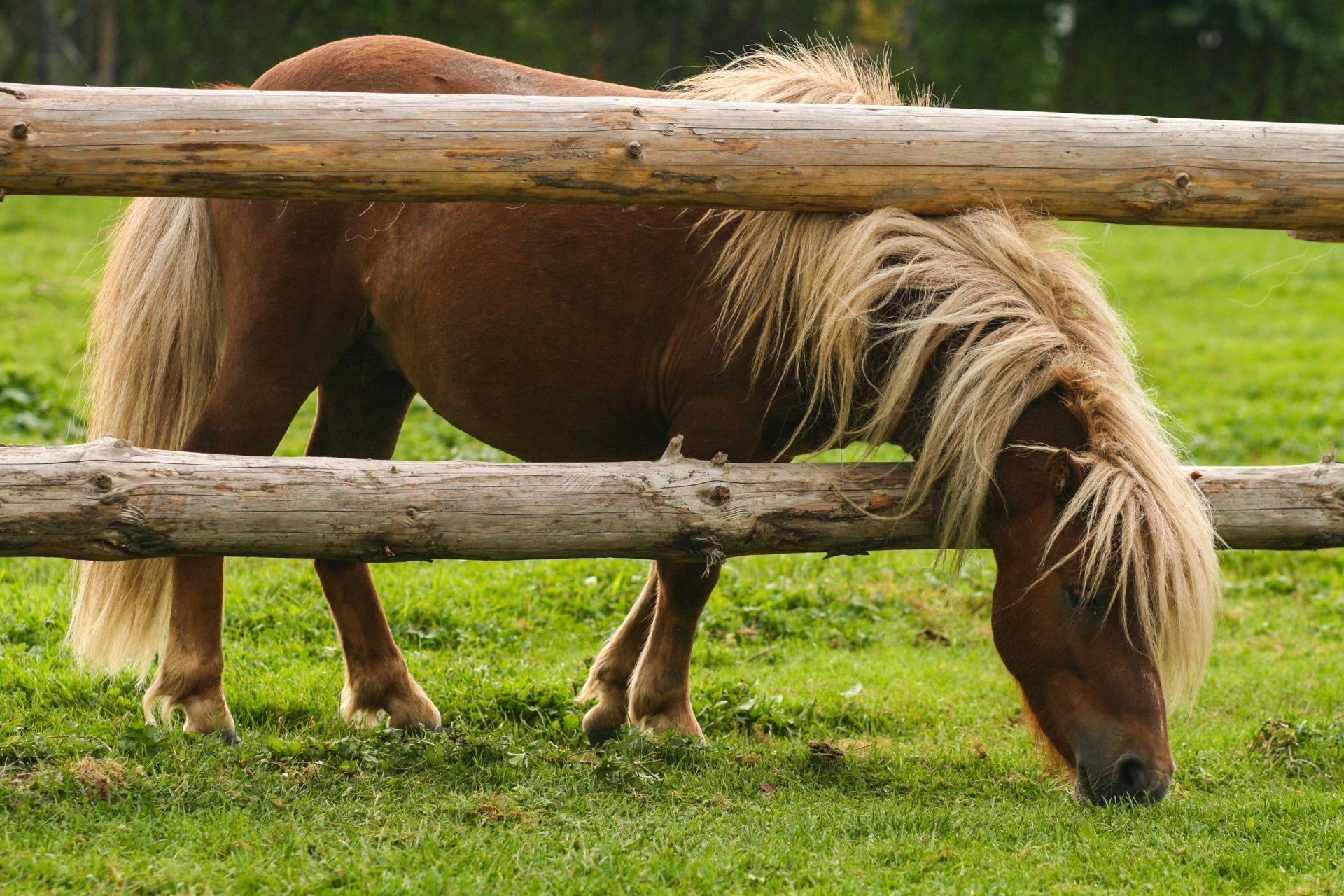 Kindergeschichte Pony