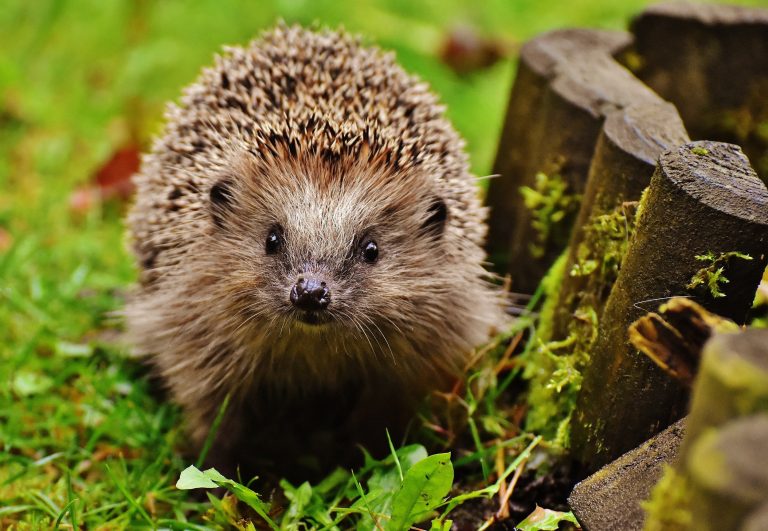 Herbstgeschichten für Kinder Igel