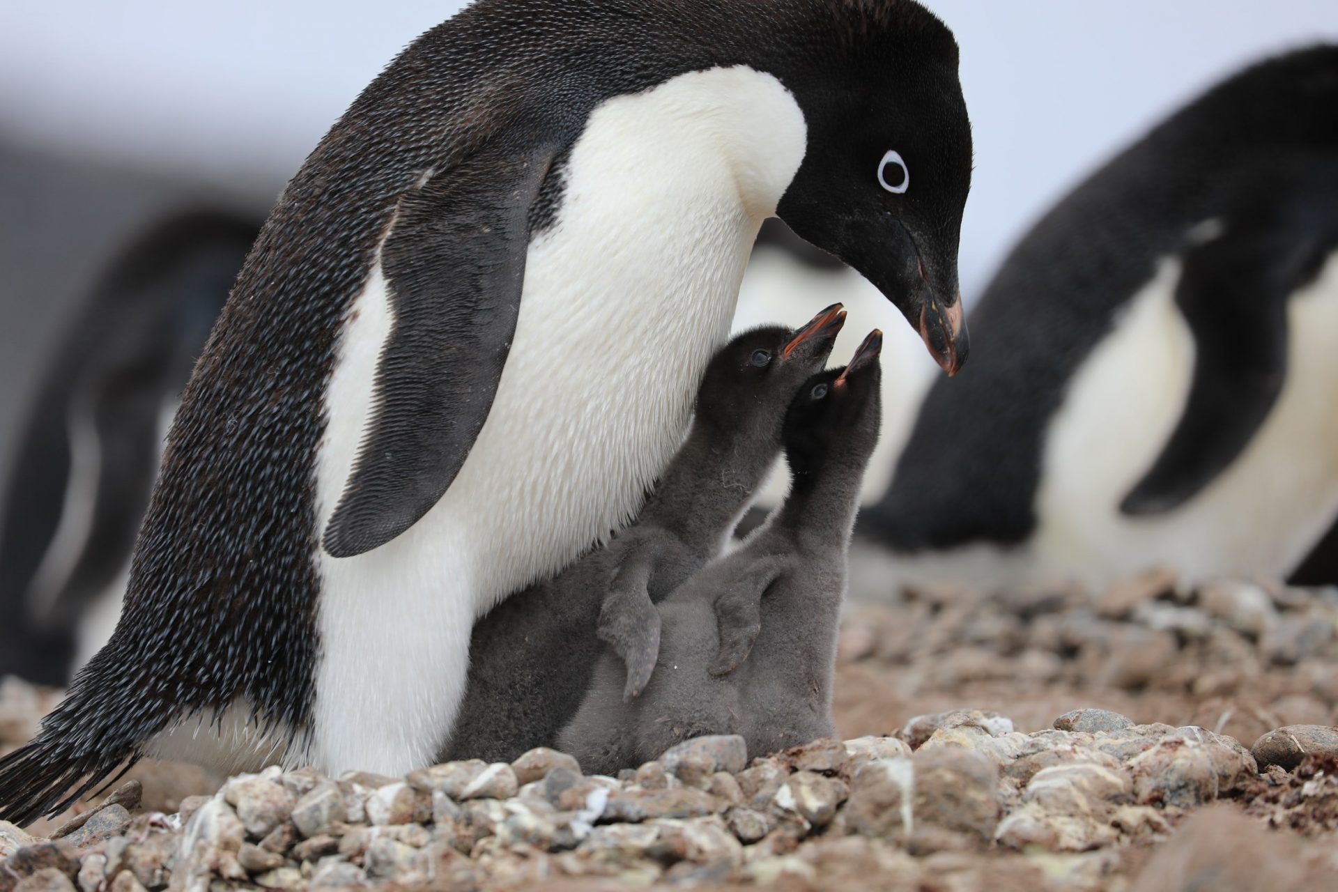 Kindergeschichte Fröhlichkeit Pinguine
