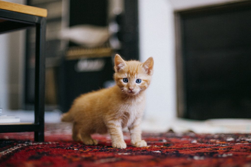 Kindergeschichte lustig Katzen