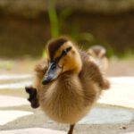 Kindergeschichte mit Tieren kleine Ente