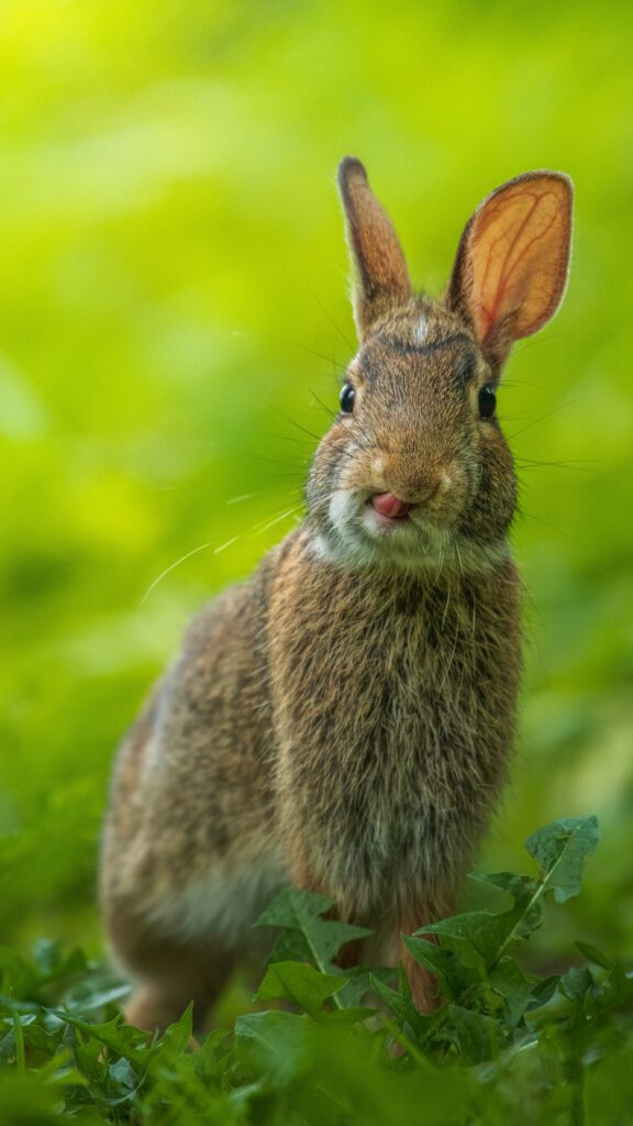 Ostergeschichten für Kinder Hase