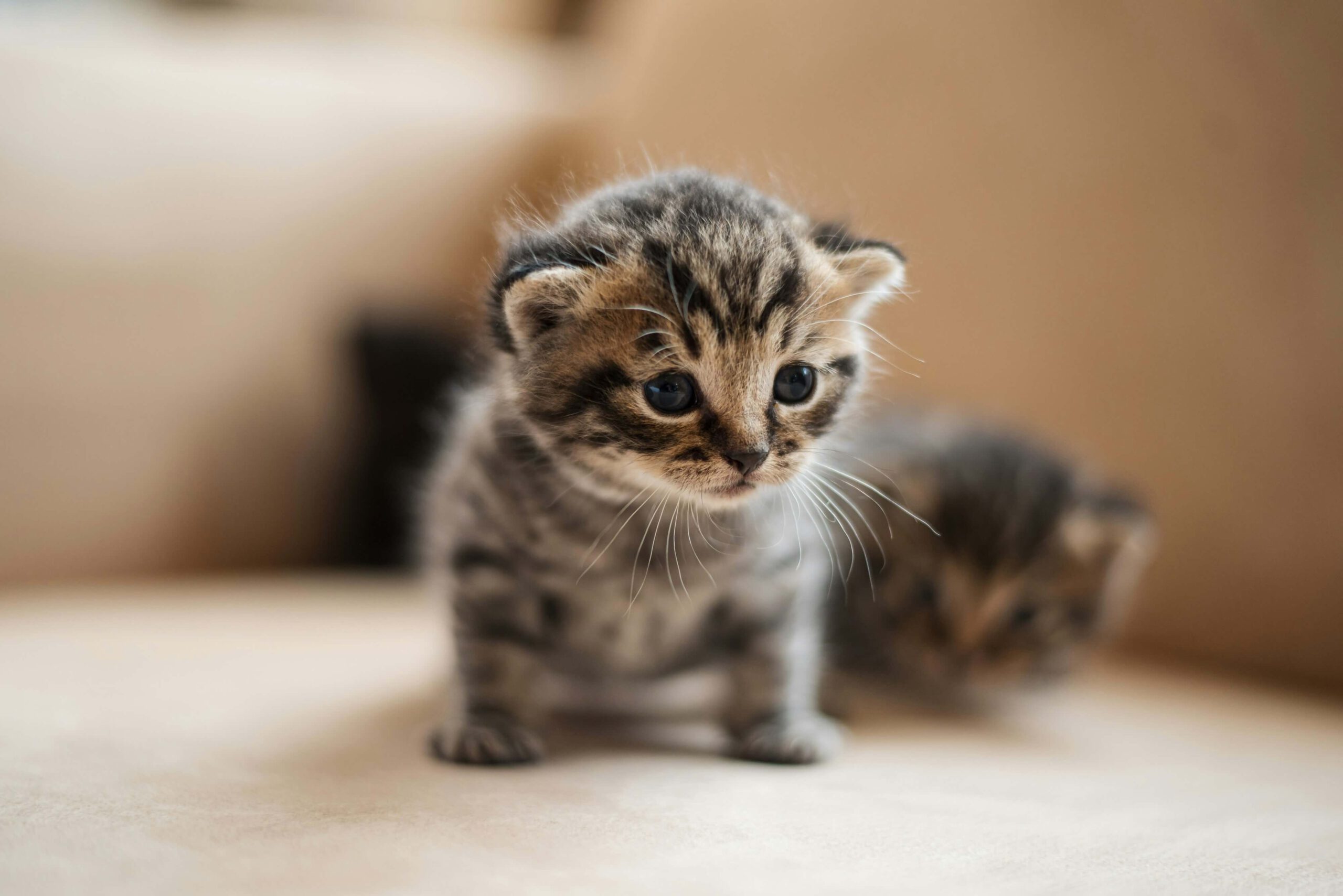 Lustige Tiergeschichten Katze