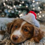 Weihnachtsgeschichte für Kinder Hund mit Weihnachtsmütze