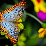 Kindergeschichte Frühling Schmetterling