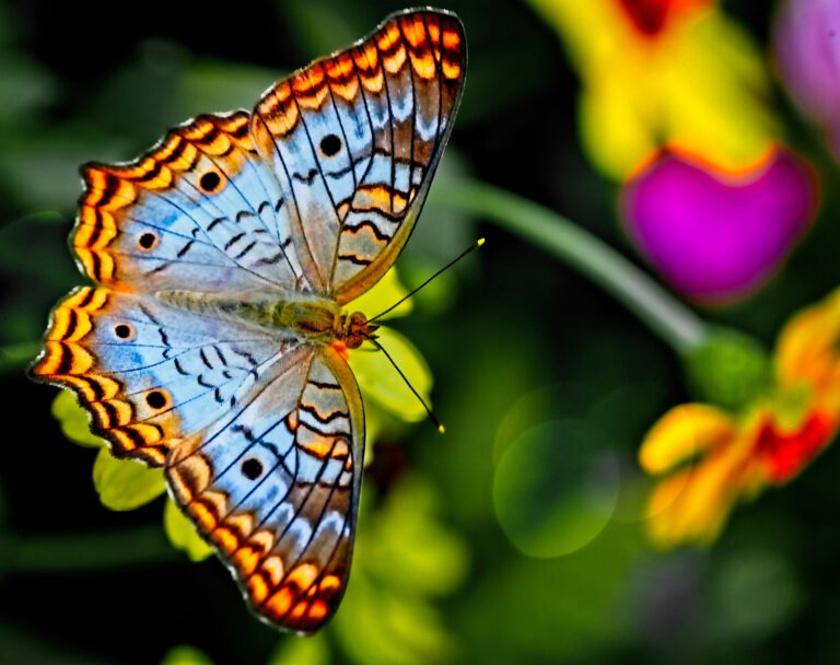 Kindergeschichte Frühling Schmetterling