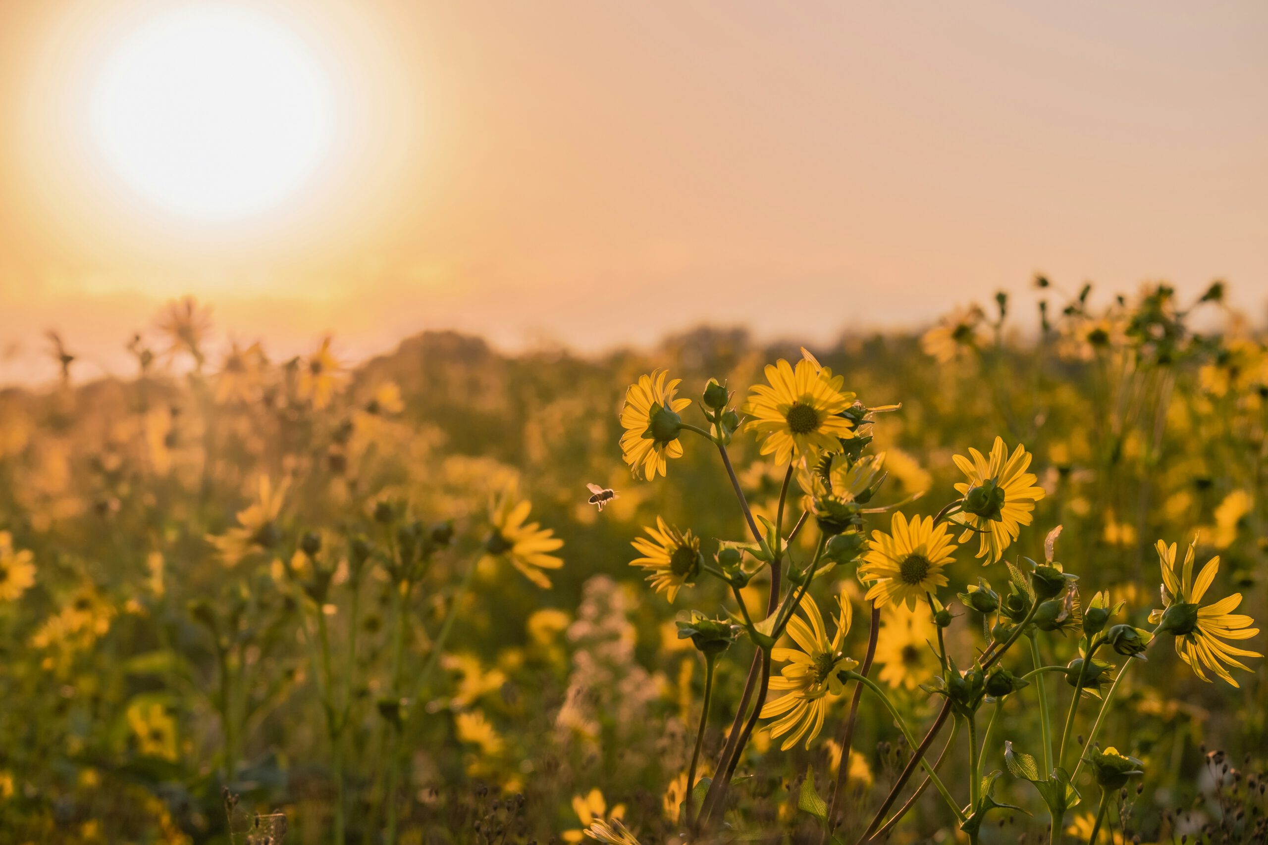 Kindergeschichte Muttertag Blumennwiese