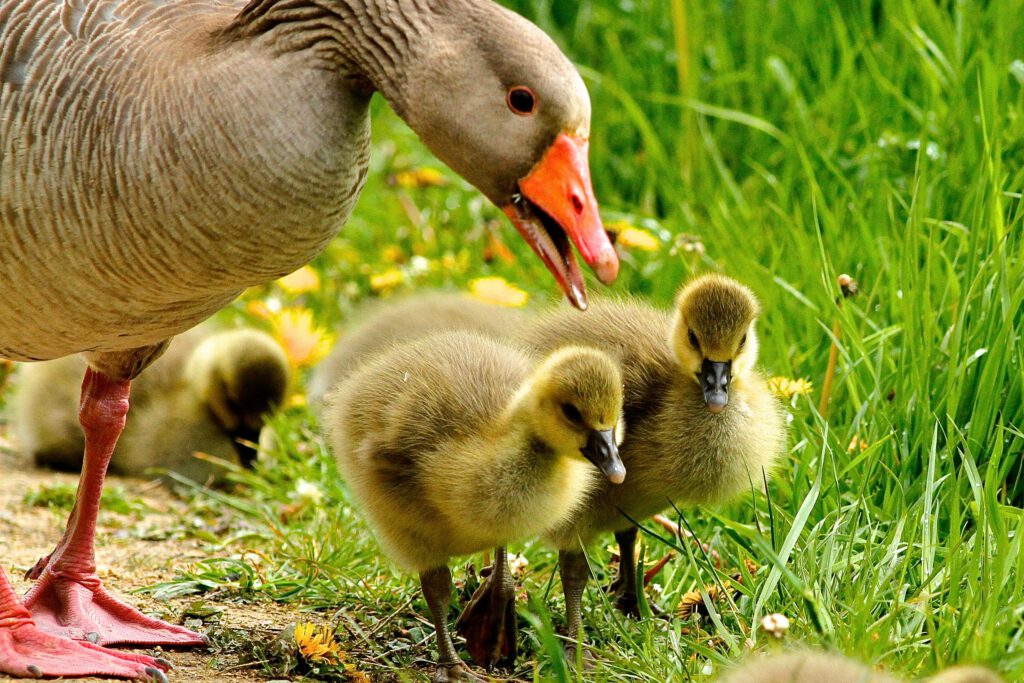 Lustige Schulgeschichte Enten