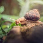 Schulgeschichte zum Vorlesen Schnecke