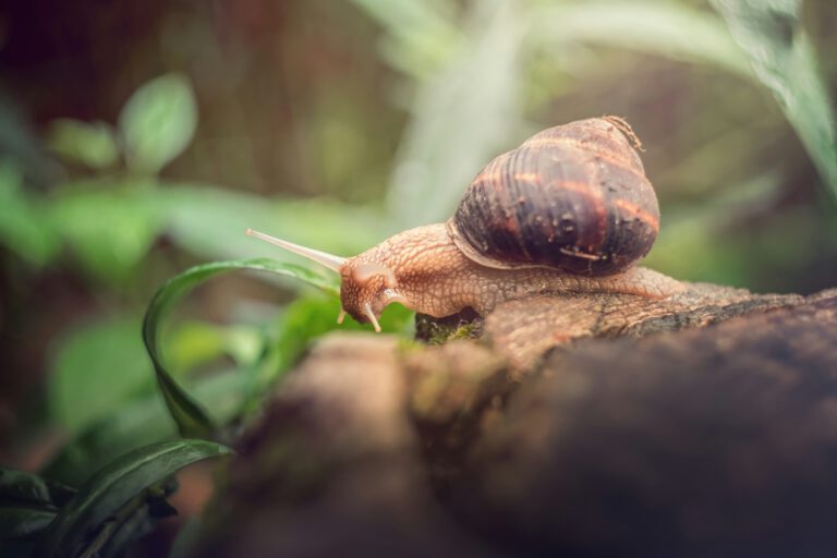 Schulgeschichte zum Vorlesen Schnecke