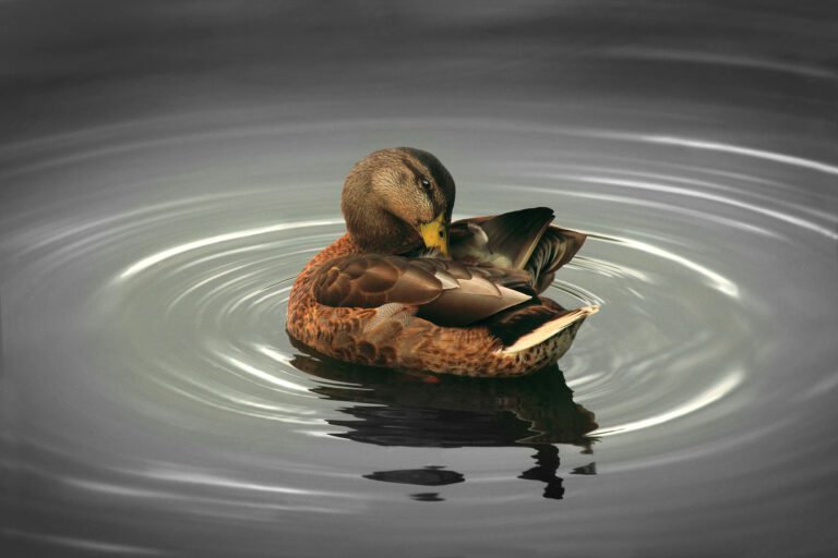 Schulgeschichte zum Vorlesen kleine Ente Fred