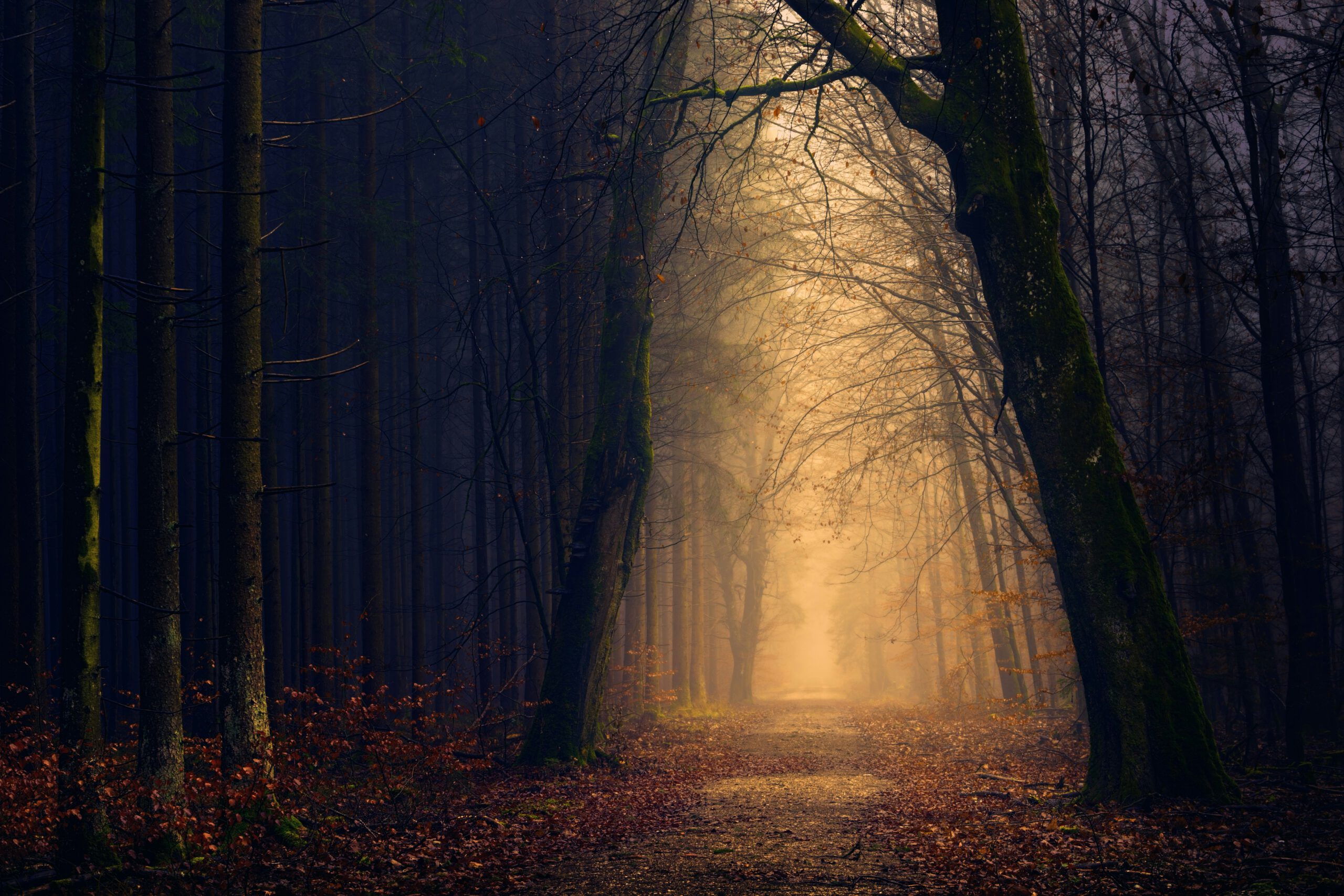 Gruselgeschichte Halloween Kinder dunkler Wald