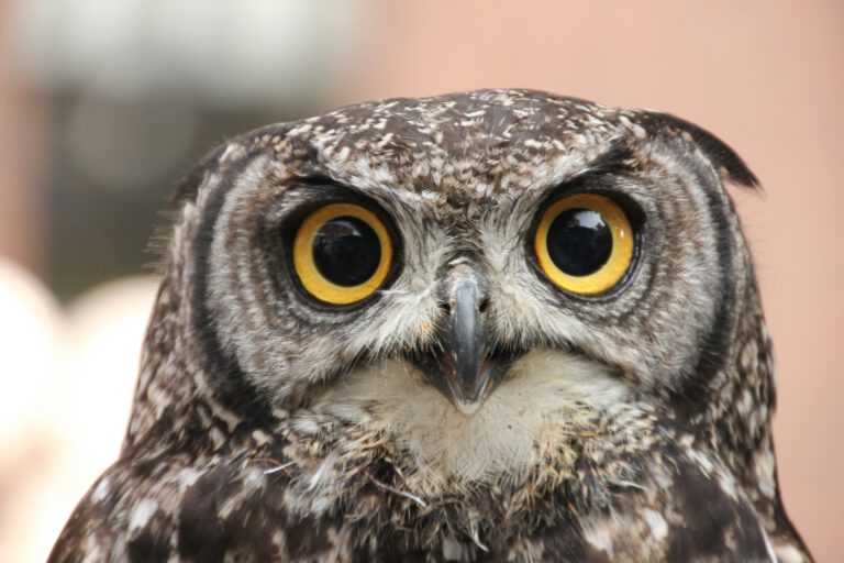 Lustige Kindergeschichte Tiere Eule